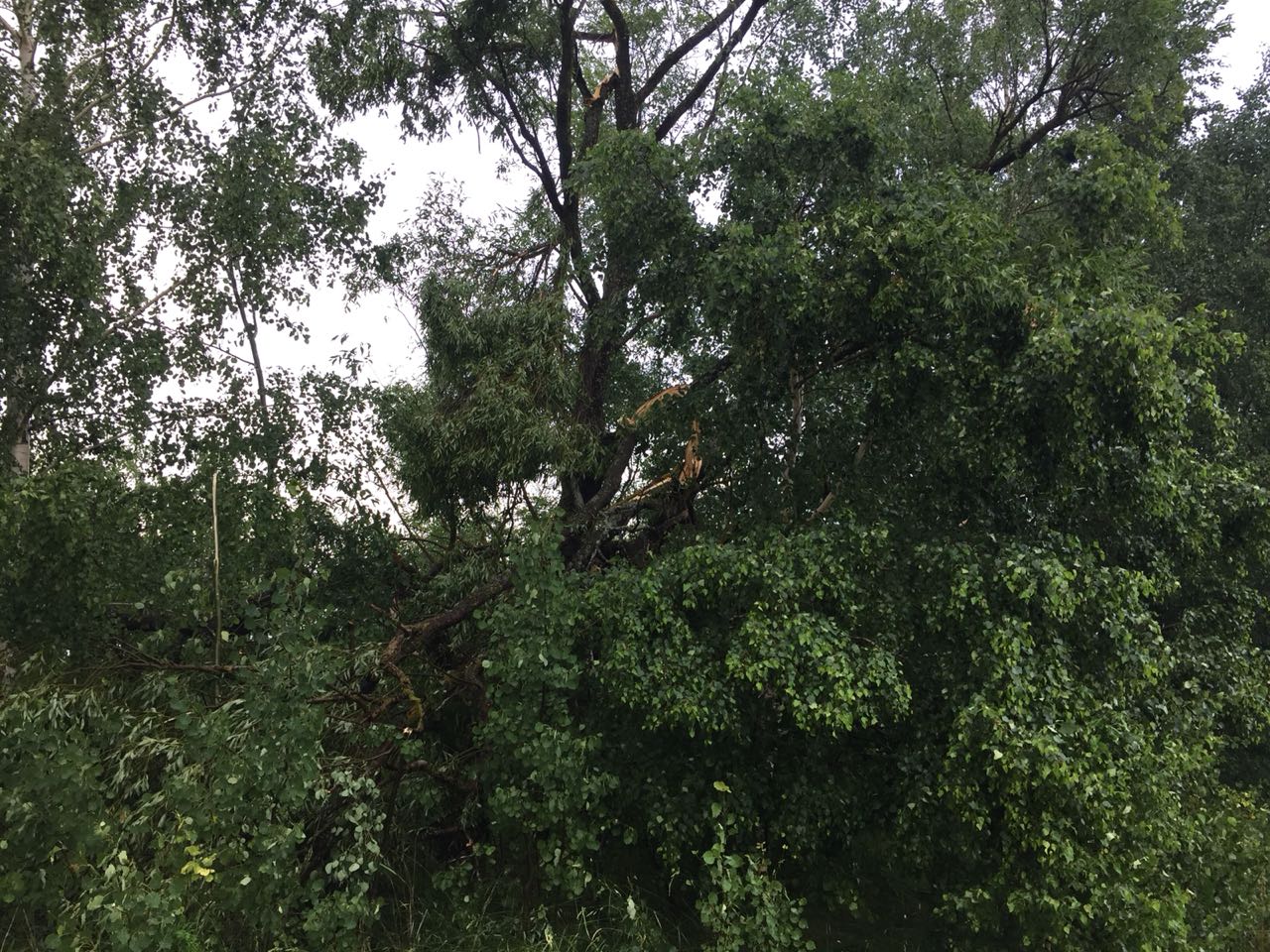 Ураган ломал деревья, что треск стоял на всю округу