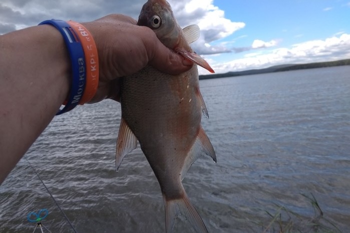 Улов, добытый на Волчихинском водохранилище