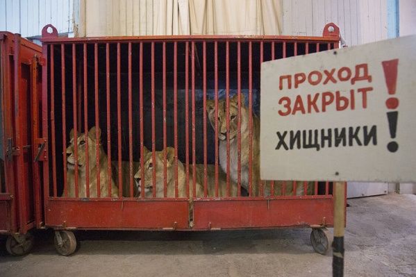 Животных перевезли в соседний регион, но и там они могут задержаться не надолго Животных перевезли в соседний регион, но и там они могут задержаться не надолго