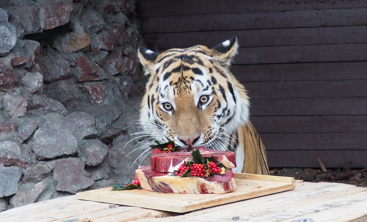 Тигра Бартека в парке «Роев ручей» накормили роскошным мясным тортом в честь Дня амурского тигра