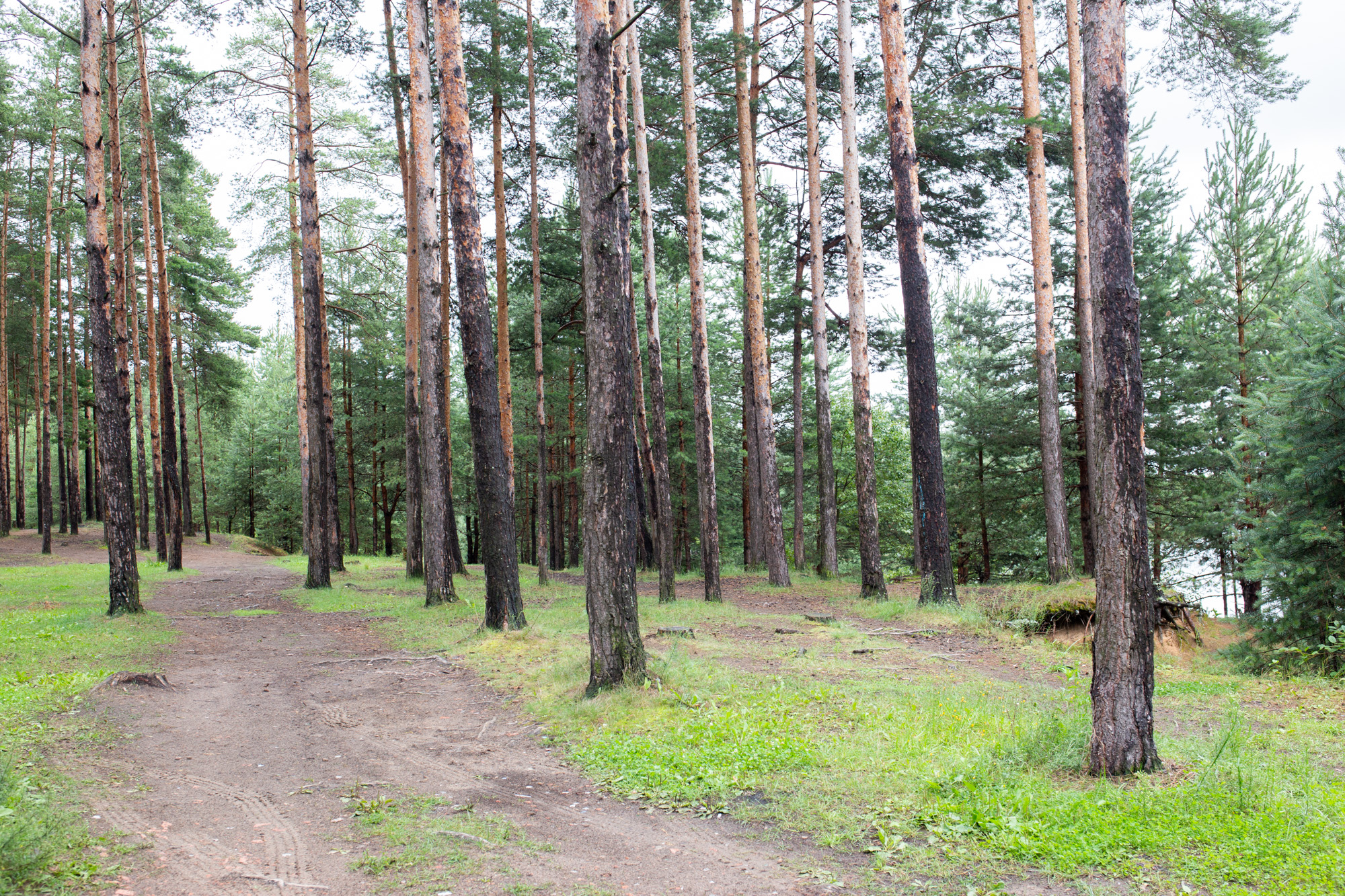 Сосновый лес Ярославская область