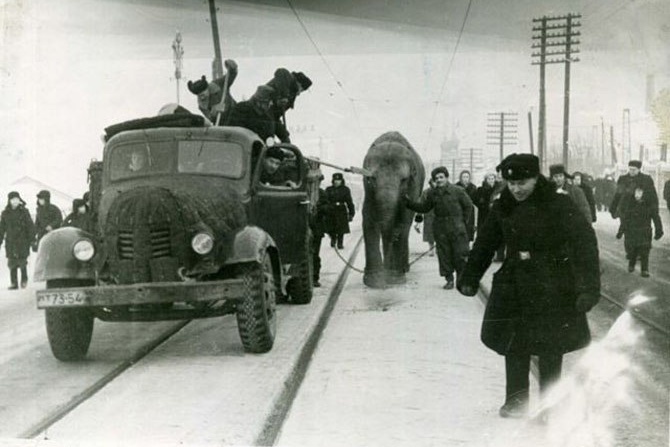 Прибытие Кадди в Пермь. Чтобы слонихе не было скользко, дорогу посыпают песком