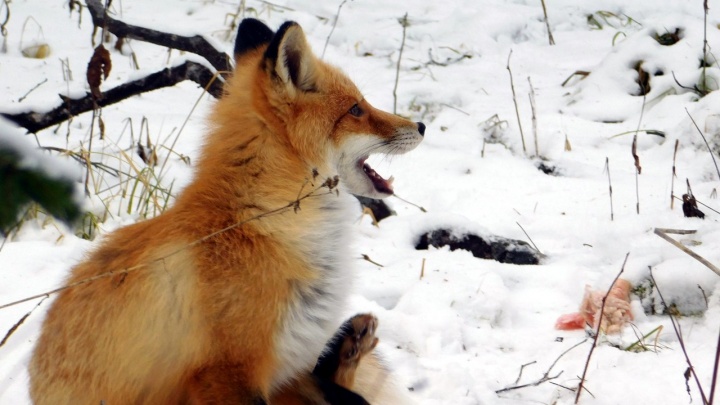 Смешную лисичку и очень милую белку сфотографировали на «Столбах» красноярцы