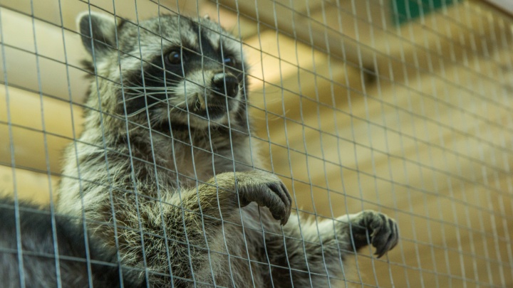 «Зоопарки, где люди сидят в клетке, — это честно»: эксперты и владельцы животных — о новом законе