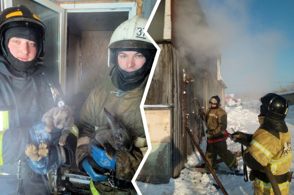 Питомцы находились в горящем доме, но не пострадали благодаря быстрым действиям спасателей Питомцы находились в горящем доме, но не пострадали благодаря быстрым действиям спасателей