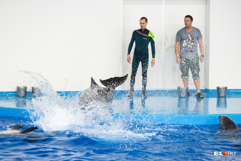 Дельфины ныряют очень эффектно и очень мокро для тех, кто находится рядом