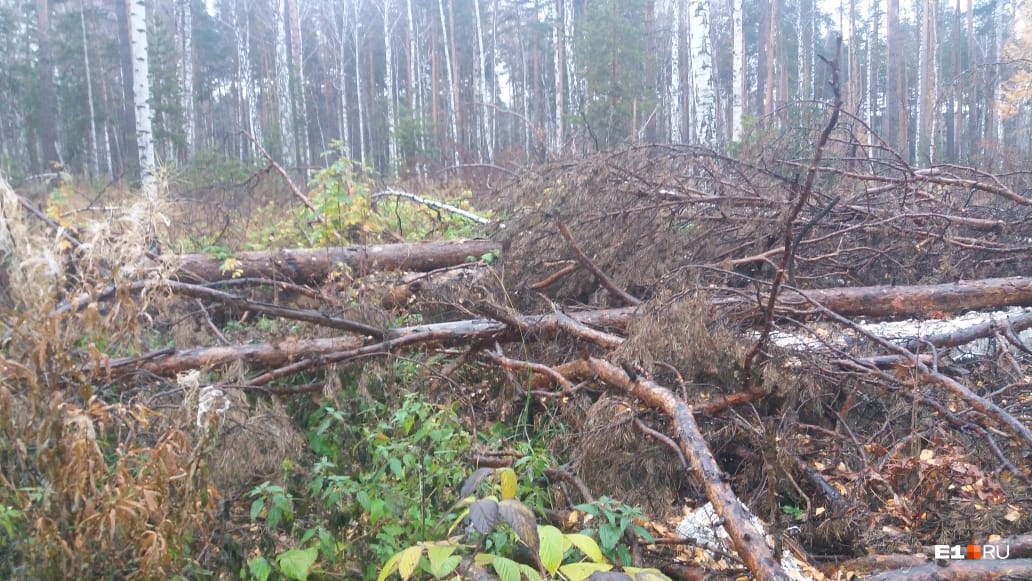 Поисковые отряды обнаружили место черной вырубки леса