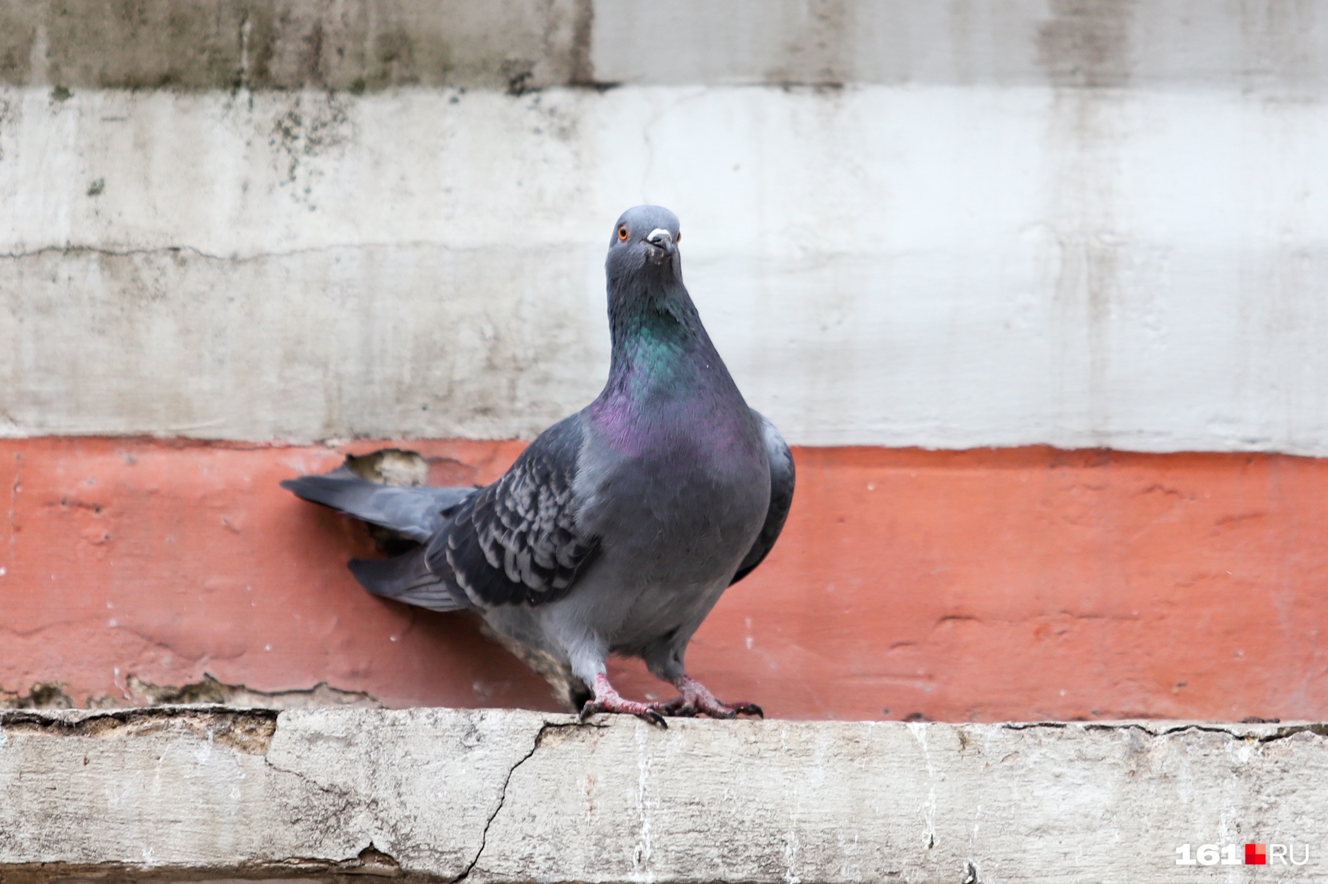 Штраф за убийство голубя. Вижу голубеющую. Центральная гетерохромия зрачок. Утро природа. Женщина с голубями.