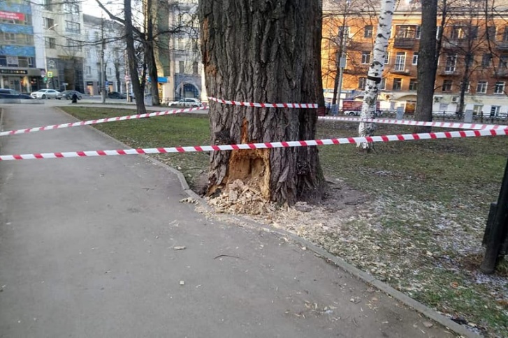 Тополь огородили лентой Тополь огородили лентой