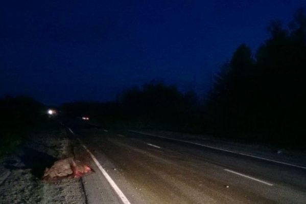 Всего в этом году было уже 93 аварии с животными Всего в этом году было уже 93 аварии с животными