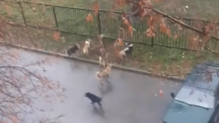 Ярославцы боятся выйти из дома: на улицы города выбежали стаи собак. Видео