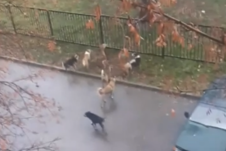 Автор видео насчитал десять
собак