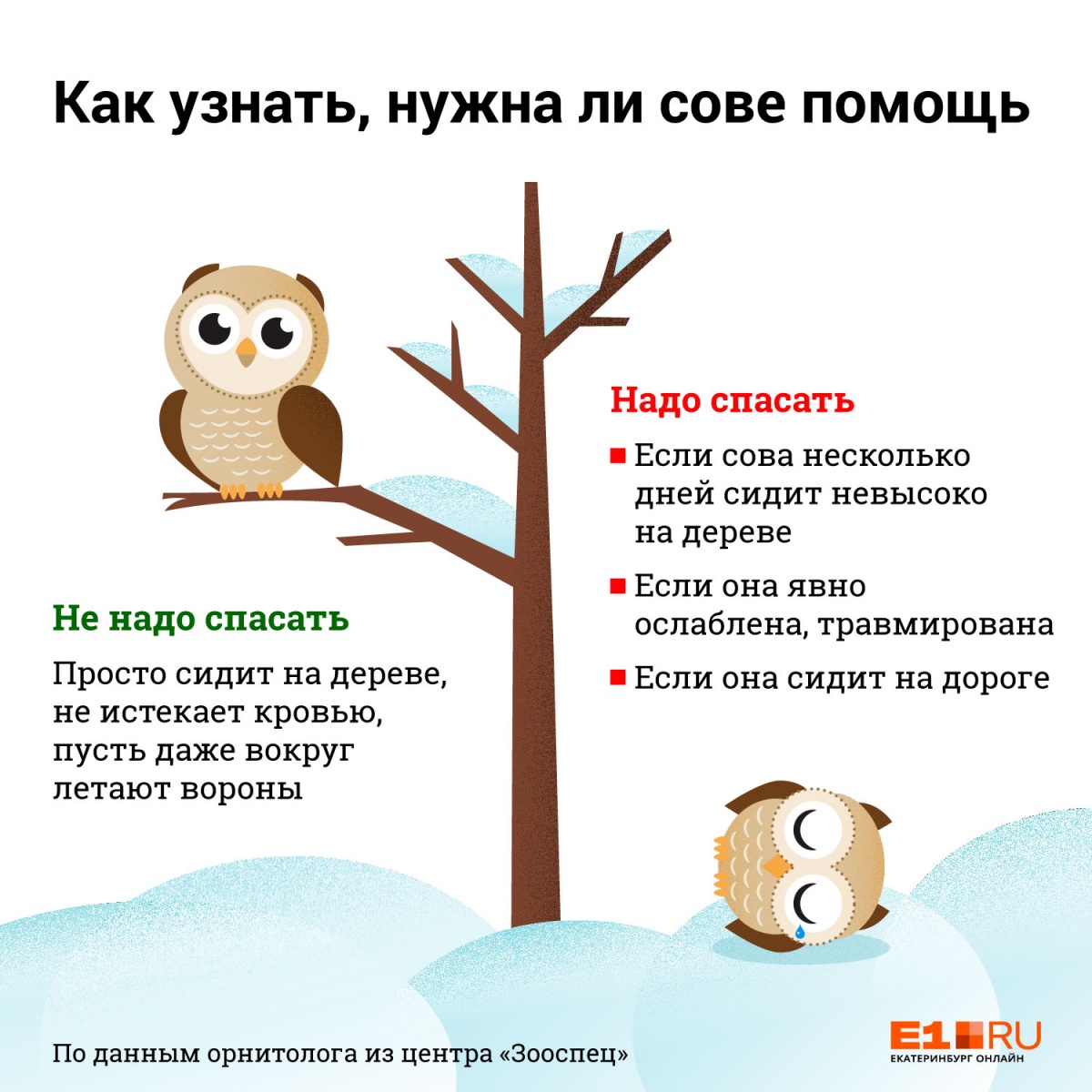 Не то, чем кажется: почему совы прилетают во дворы Екатеринбурга и надо ли  их спасать | 12.03.2019 | Екатеринбург - БезФормата