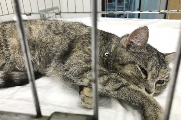 Кошке, упавшей из окна дома на Серебренниковской, около года Кошке, упавшей из окна дома на Серебренниковской, около года 