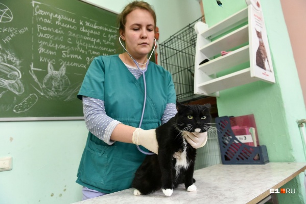 Наталья Черемицына — ветеринарный врач. Она знает, как сделать режим питания котиков полноценным и здоровым