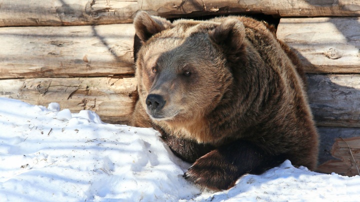 Пора на боковую: в уфимском вольере медведи готовятся к зимней спячке