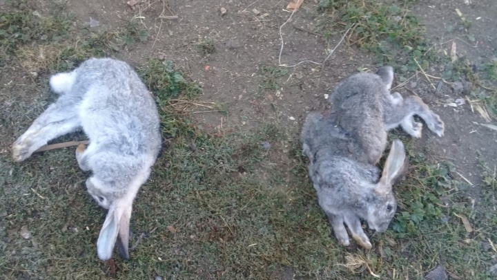 «Снова чупакабра»: жителей Башкирии пугает хищник, уничтожающий кроликов
