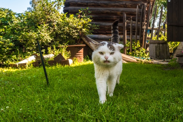 Кот Сева живёт на острове Кудряш Кот Сева живёт на острове Кудряш