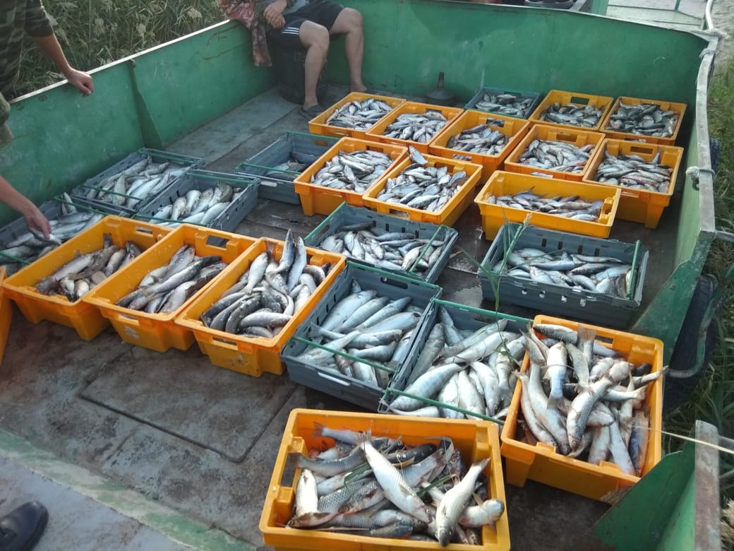 Из Таганрогского залива браконьер выловил рыбы на 4 миллиона рублей
