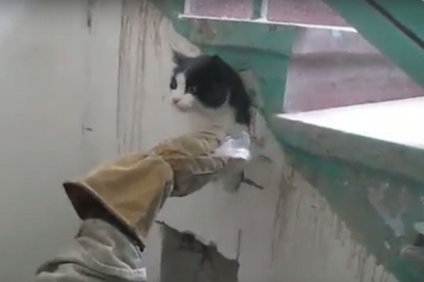 Чтобы вызволить кота из западни, спасателям пришлось бензорезом распилить стену под лестницей Чтобы вызволить кота из западни, спасателям пришлось бензорезом распилить стену под лестницей