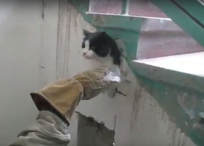 Чтобы вызволить кота из западни, спасателям пришлось бензорезом распилить стену под лестницей Чтобы вызволить кота из западни, спасателям пришлось бензорезом распилить стену под лестницей