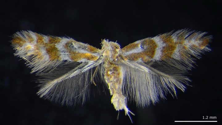 Учёный обнаружила в Академгородке новый вид бабочки-паразита и назвала в честь отца