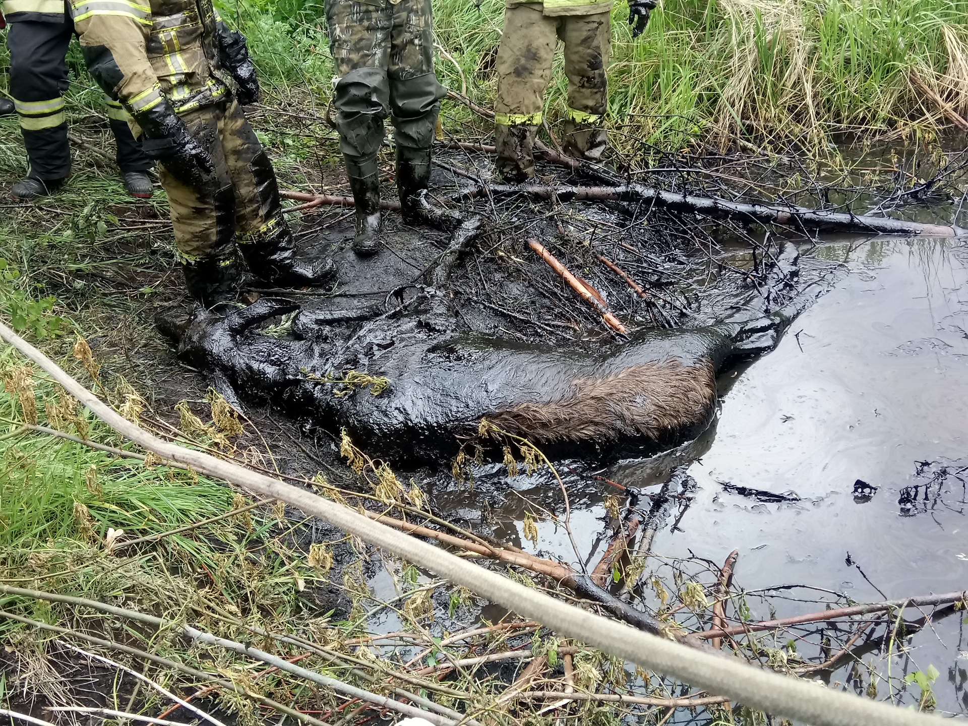 Сосна утонет в нефти. Разлив нефти в Пермском крае. Нефтяная лужа. Битумная яма.