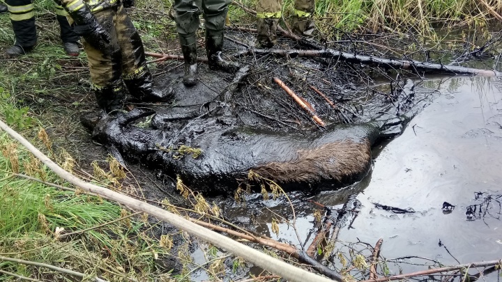 В Прикамье возбудили уголовное дело из-за нефтяной лужи, где тонули животные