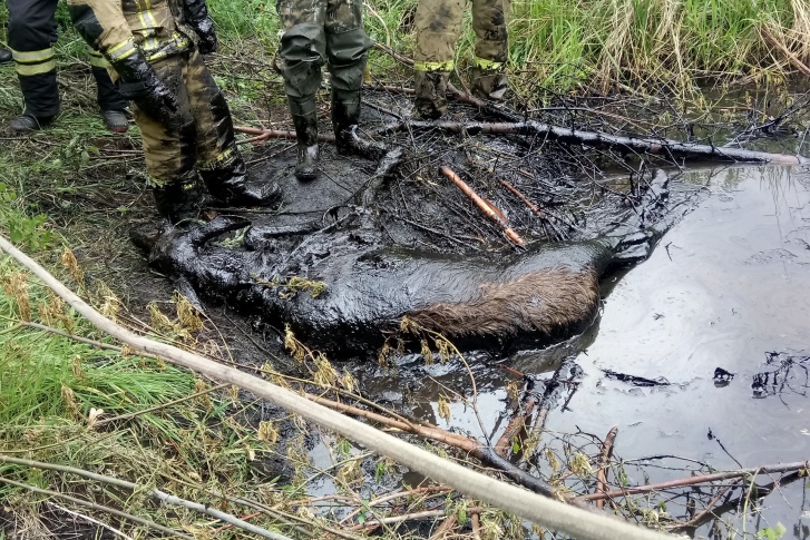 Лося достали и отмыли Лося достали и отмыли