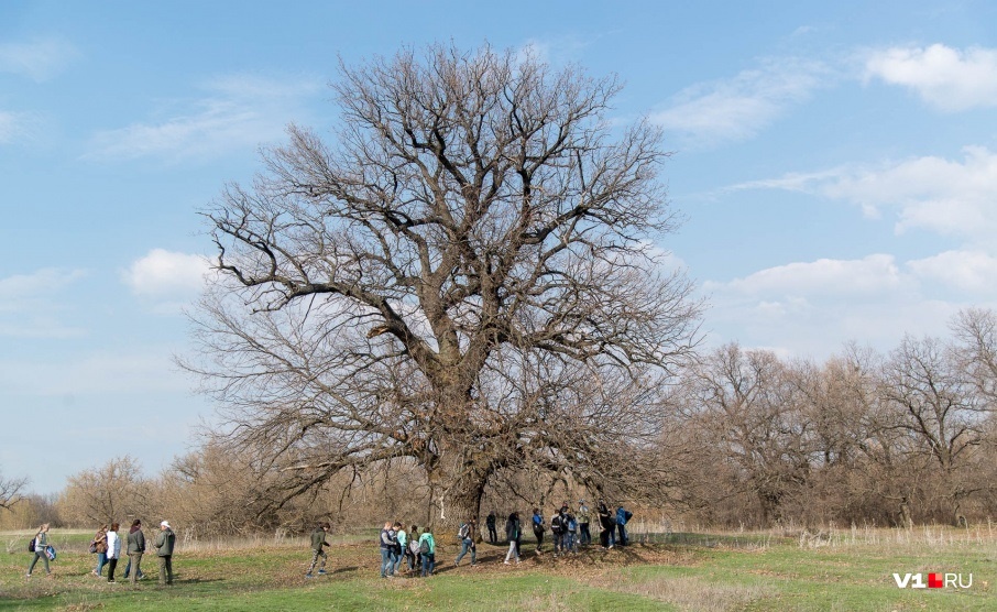 «Дуб на острове пропадает»: старейшему дереву Волгоградской области 333 года