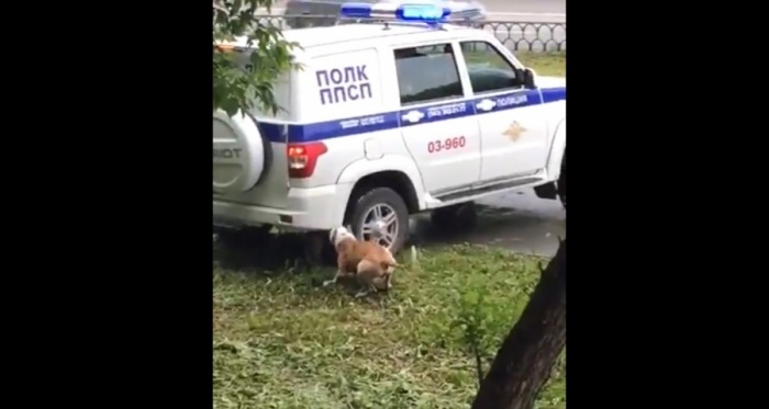Хозяин собаки спал пьяный рядом, когда его питомца застрелили полицейские Хозяин собаки спал пьяный рядом, когда его питомца застрелили полицейские