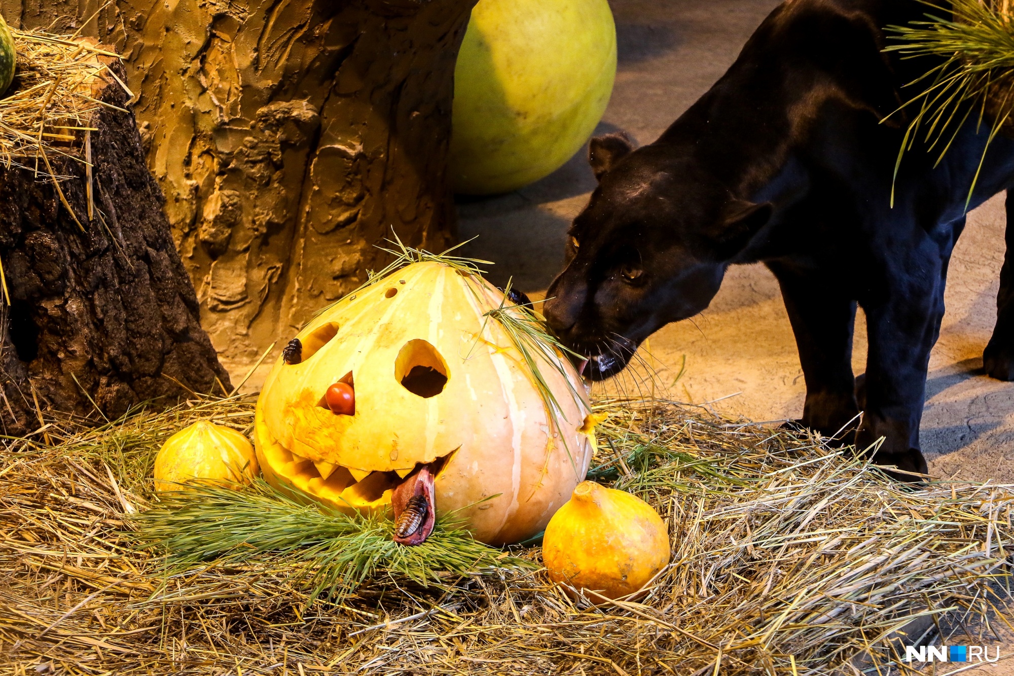 Страшно вкусно: смотрим, как животные в зоопарке «Лимпопо» отмечают Хеллоуин