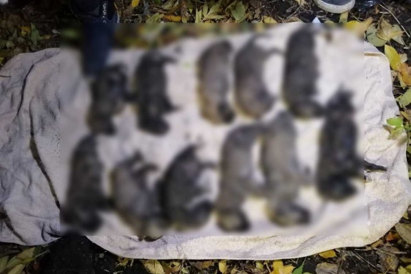 Одиннадцать мертвых щенят обнаружили ученики местной школы Одиннадцать мертвых щенят обнаружили ученики местной школы