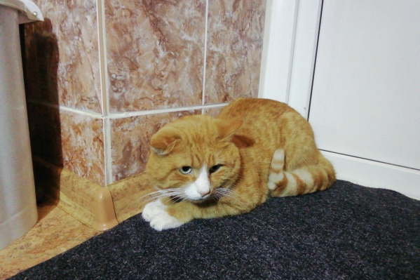 Оказалось, что кота зовут Мартин Оказалось, что кота зовут Мартин