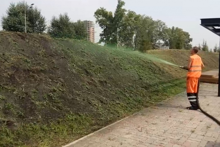 Газоны «красят» в сквере Универсиады Газоны «красят» в сквере Универсиады