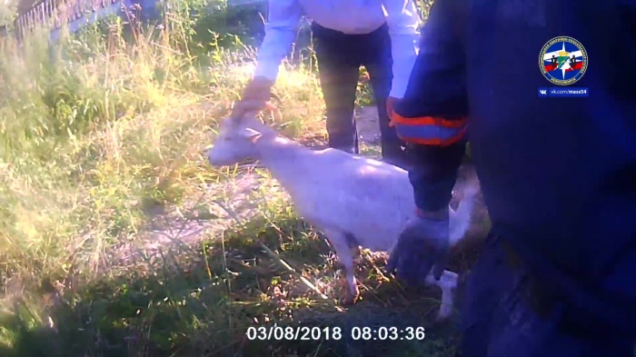 Коза сидела в колодце с прошлого вечера Коза сидела в колодце с прошлого вечера