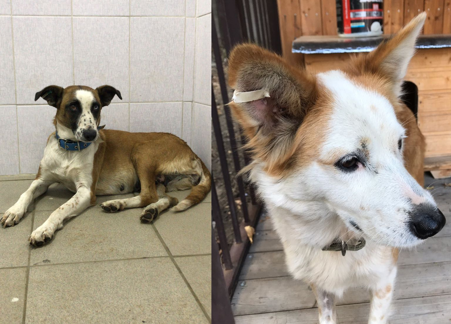 Бездомные собаки в Ростове на Дону