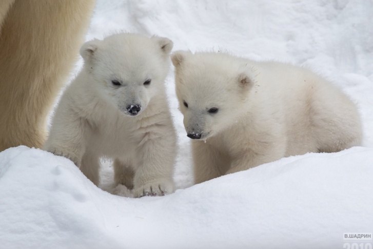 Белые медвежата уже умеют рыть небольшие берлоги, скатываться с горок и поднимать передними лапками куски льда