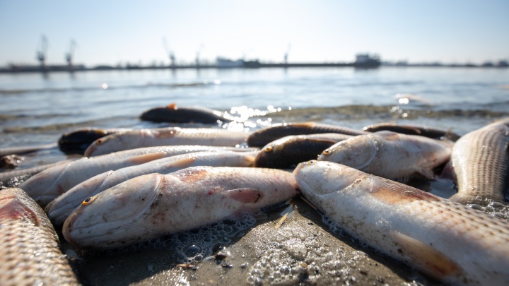 В Ростове рыба массово выбросилась на сушу: фоторепортаж с берегов Дона