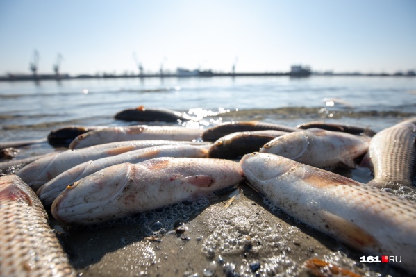 Причины мора пеленгаса пока не называются Причины мора пеленгаса пока не называются