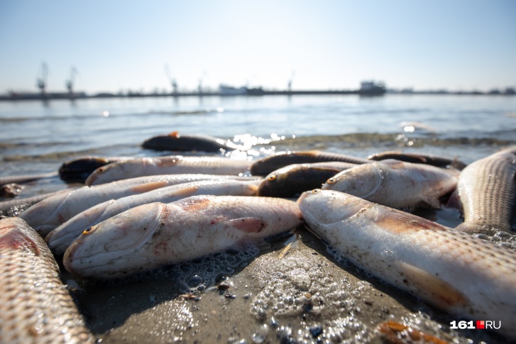 Причины мора пеленгаса пока не называются Причины мора пеленгаса пока не называются