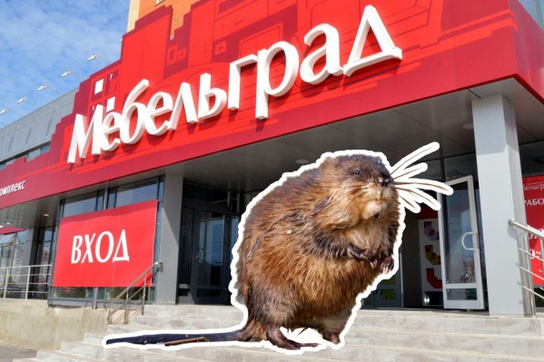 Спецоперация по поимке грызуна обошлась без пострадавших <br> Спецоперация по поимке грызуна обошлась без пострадавших <br>