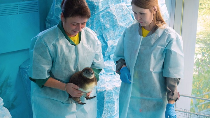 У пары очковых пингвинов в «Роевом ручье» вылупился пушистый пингвинёнок