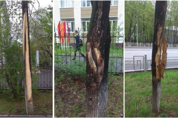 Деревья получили серьезные повреждения. Кто сделал? Деревья получили серьезные повреждения. Кто сделал? 