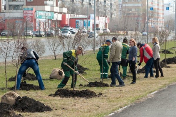 Аллеи с бесплатными деревьями могут появиться возле школ, институтов, больниц, в парках и дворах Аллеи с бесплатными деревьями могут появиться возле школ, институтов, больниц, в парках и дворах