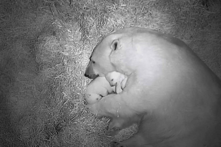 Белая медведица Герда стала мамой в третий раз, но впервые выкармливает двойню 