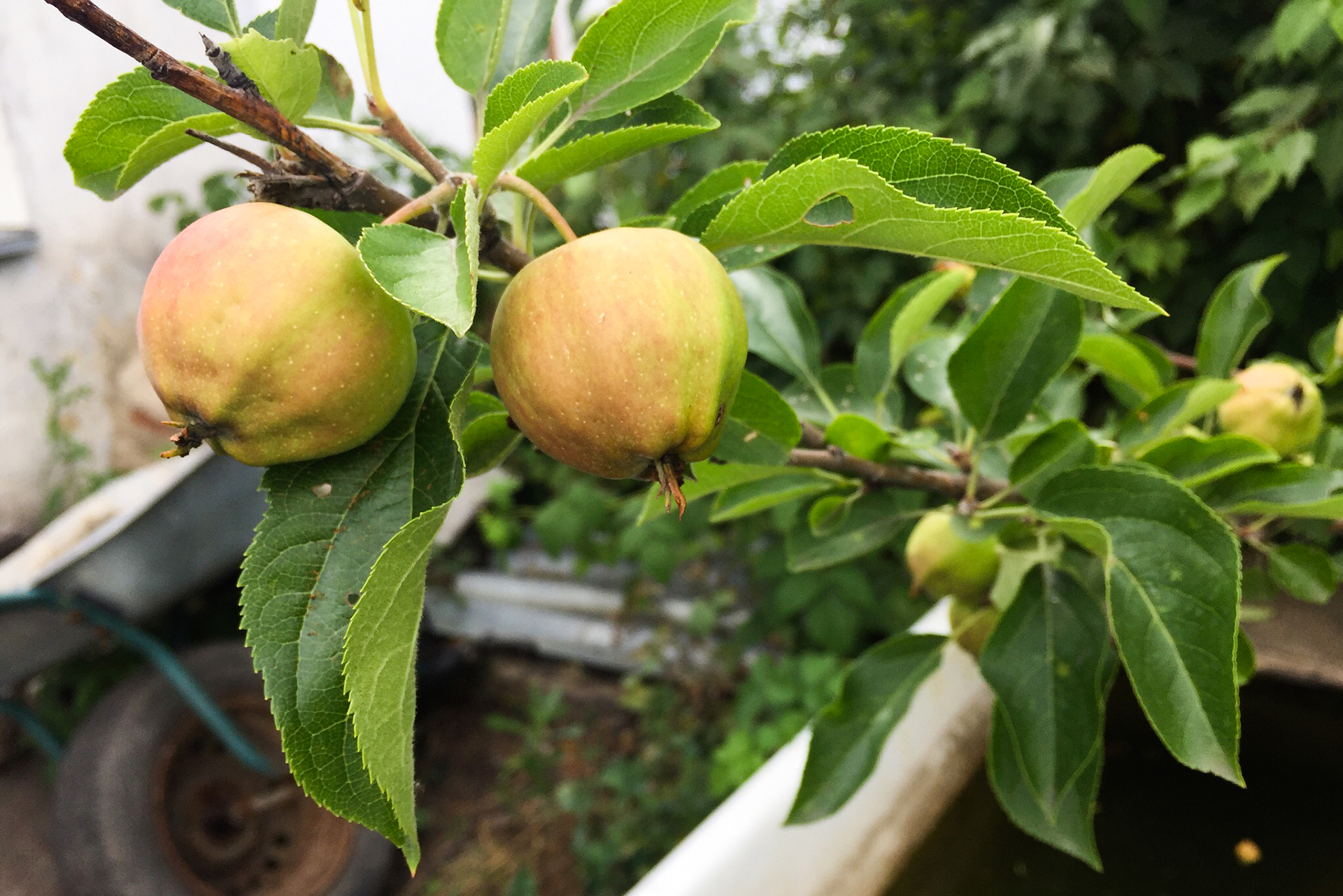 Примета: кидать яблоки в компот целиком — к неприятному сюрпризу