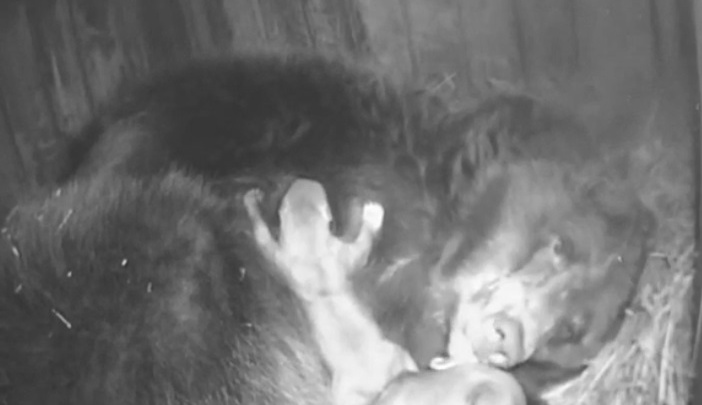 Видео дня: у медведицы Ляли из «Лимпопо» родилась тройня