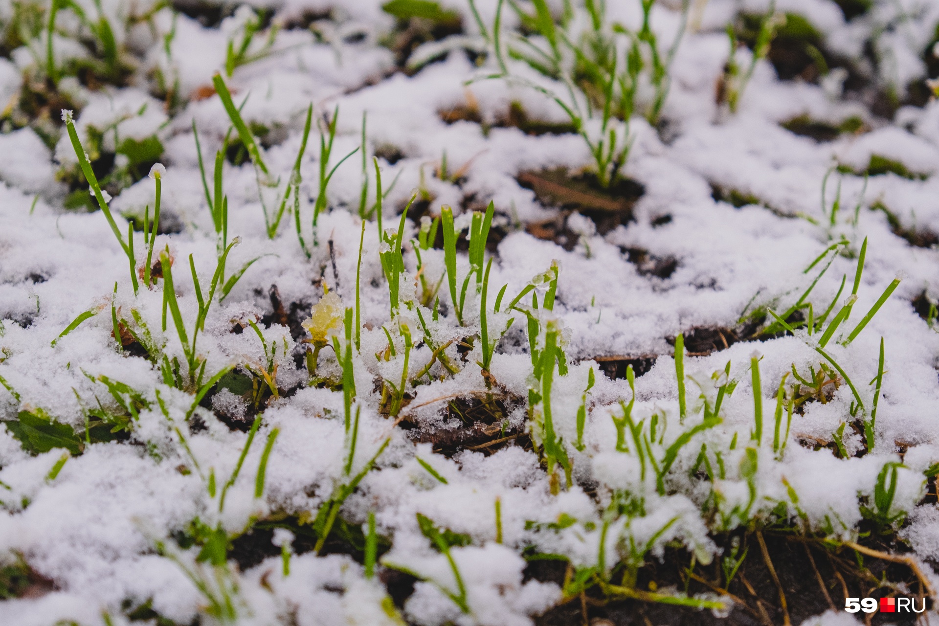 Эта фотография больше похожа на весеннюю — здесь как будто сквозь снежный покров пробивается первая молодая травка