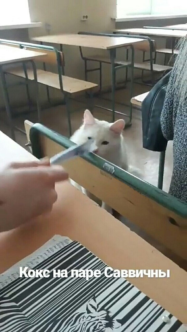 Вот и живой кот на паре Вот и живой кот на паре